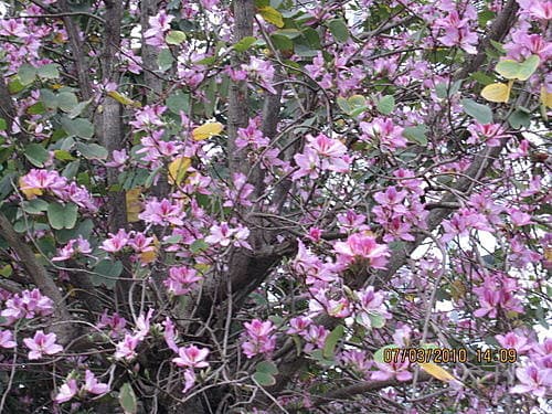 觀賞「藍色星球」音樂會