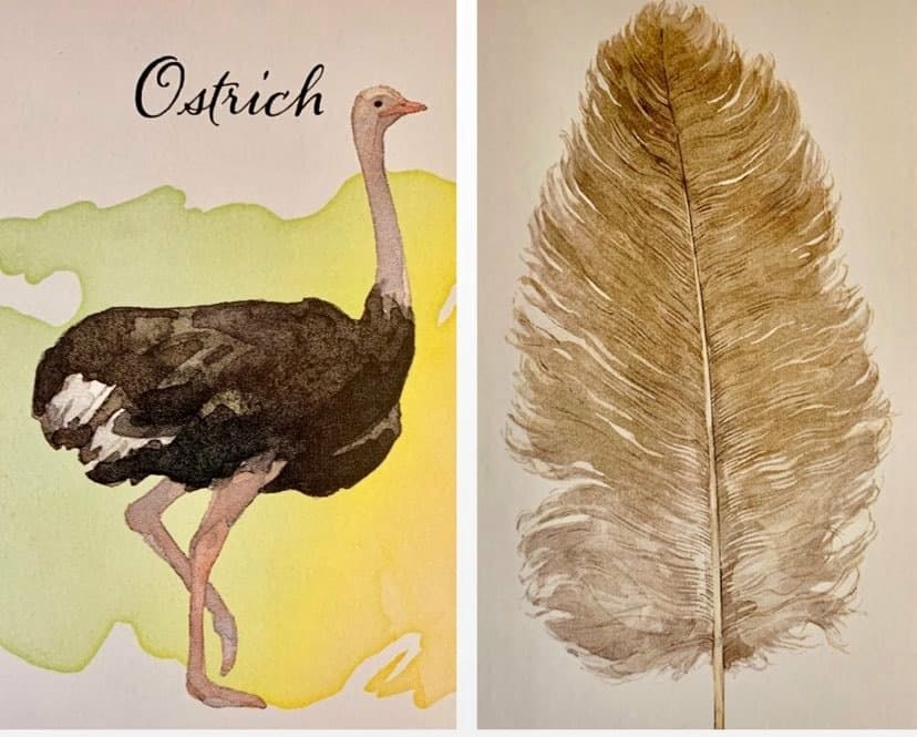 羽毛訊息-鴕鳥 Ostrich