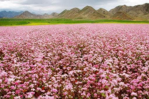 蕎麥花