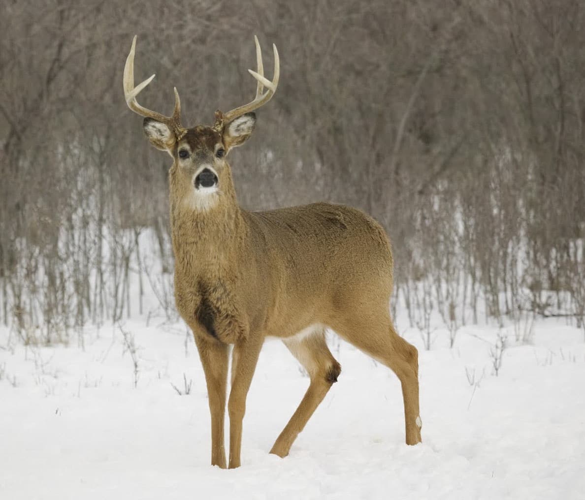 圖騰:鹿(deer)