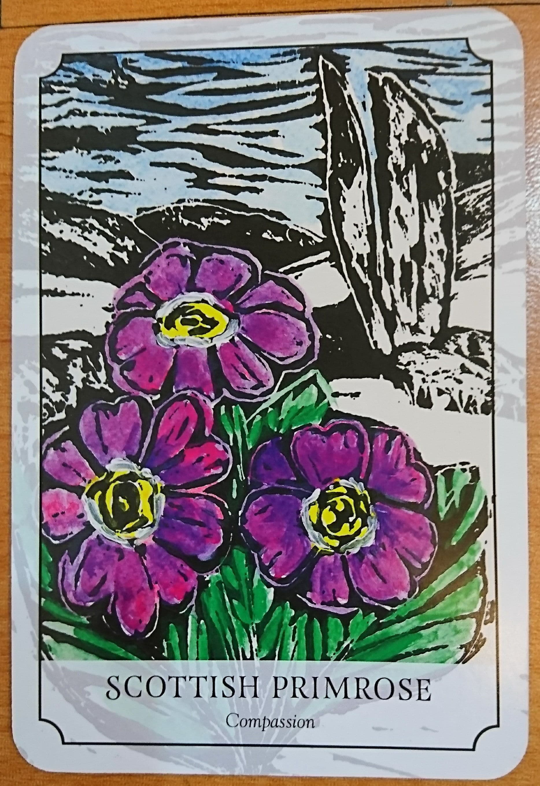 櫻草 SCOTTISH PRIMROSE