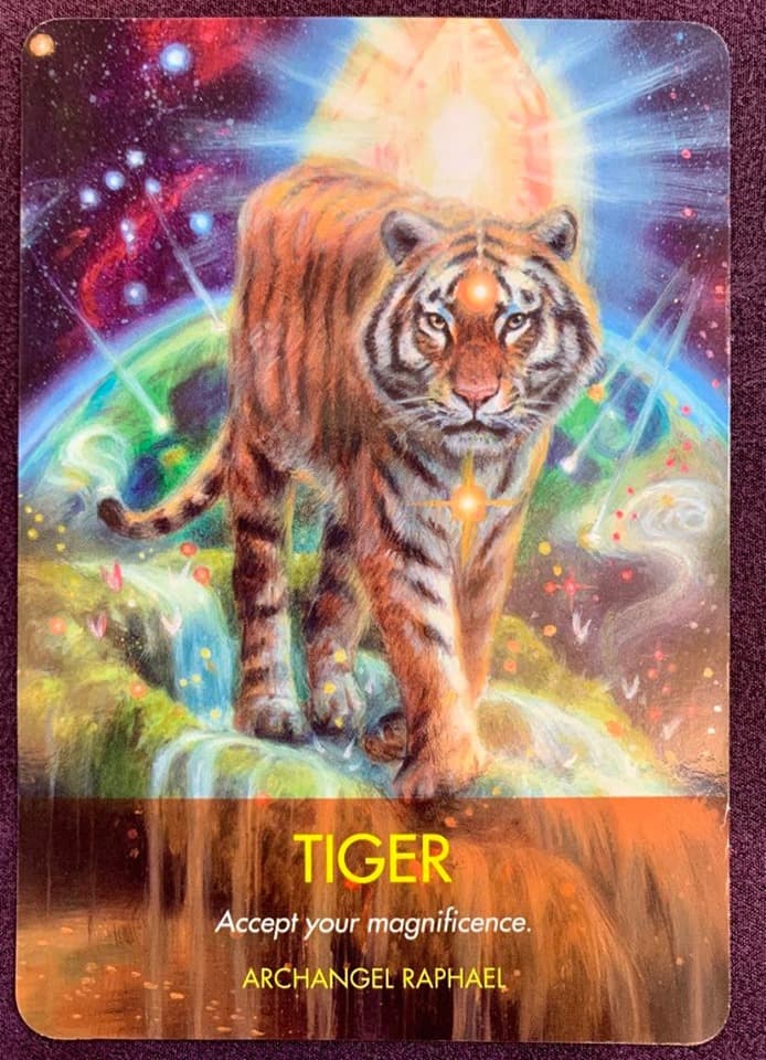 靜心- 老虎 Tiger