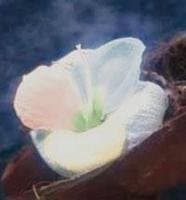 傳說中的依米花