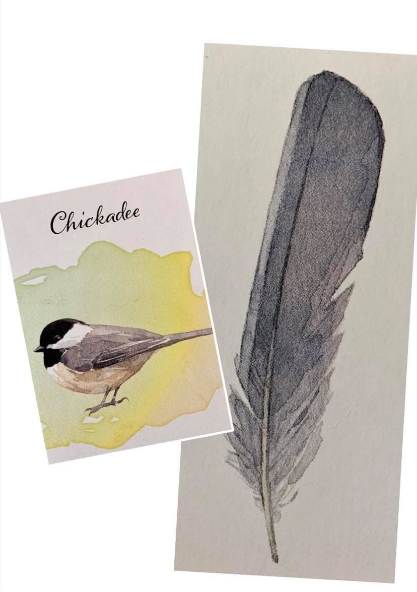 羽毛訊息-黑頭山雀Chickadee