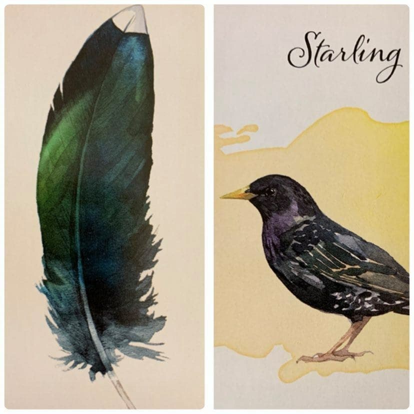羽毛訊息-八哥 Starling