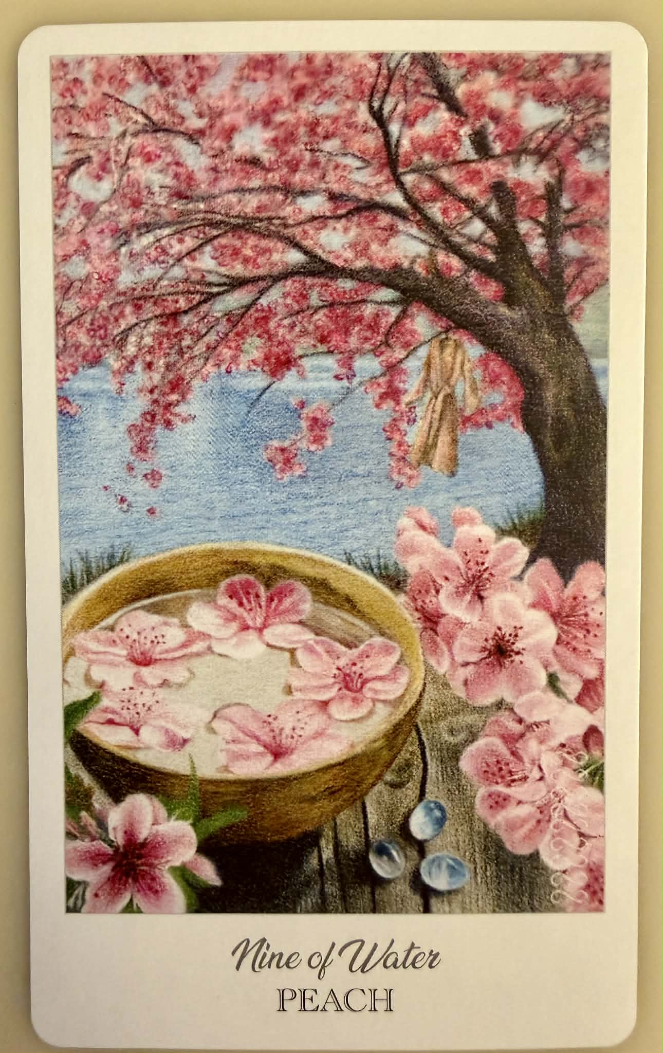 水之九/桃(Prunus persica)