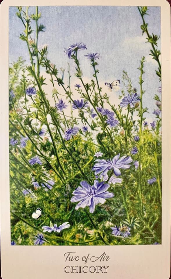 菊苣CHICORY(Cichorium intybus)