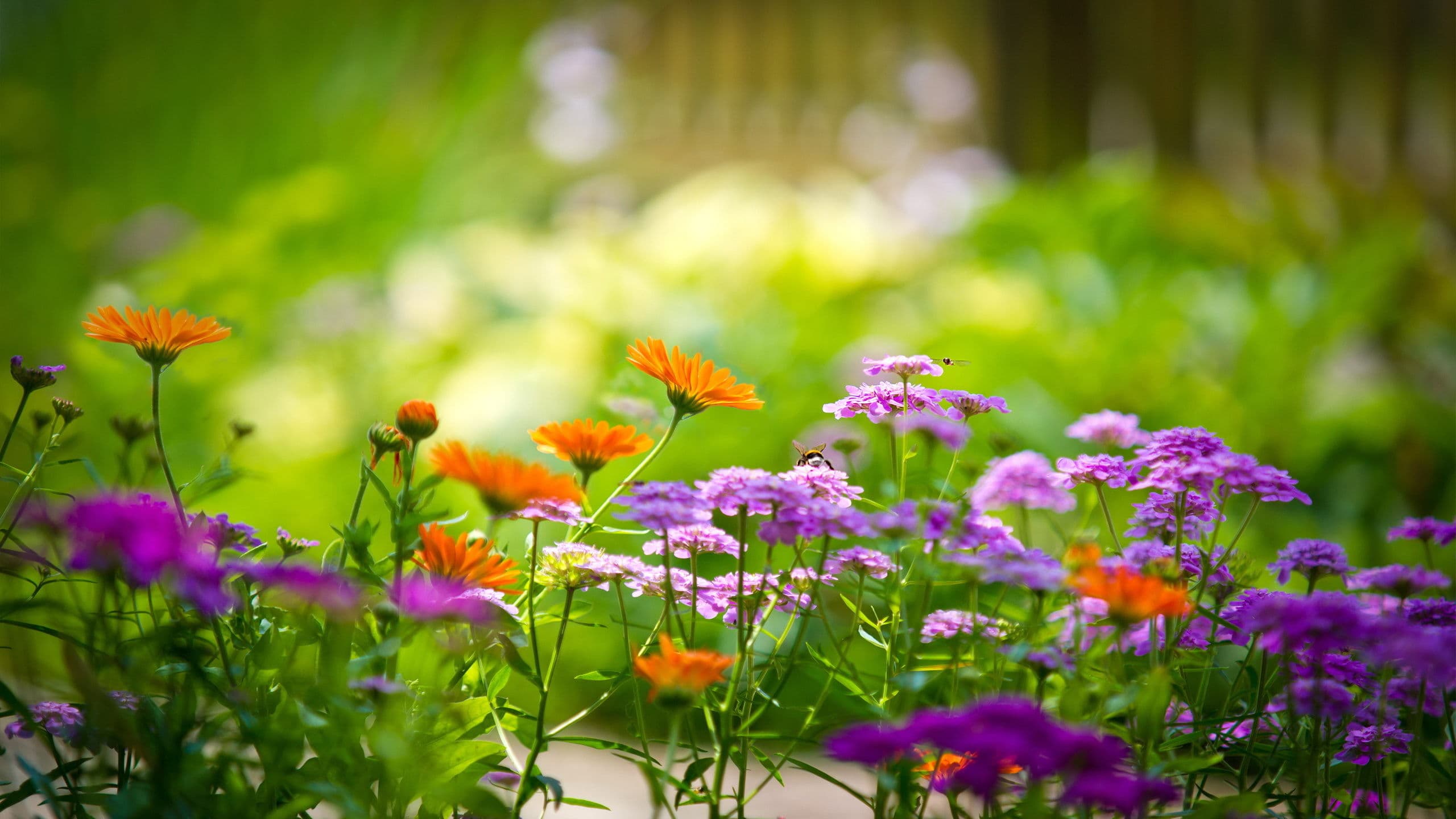 園丁與花園