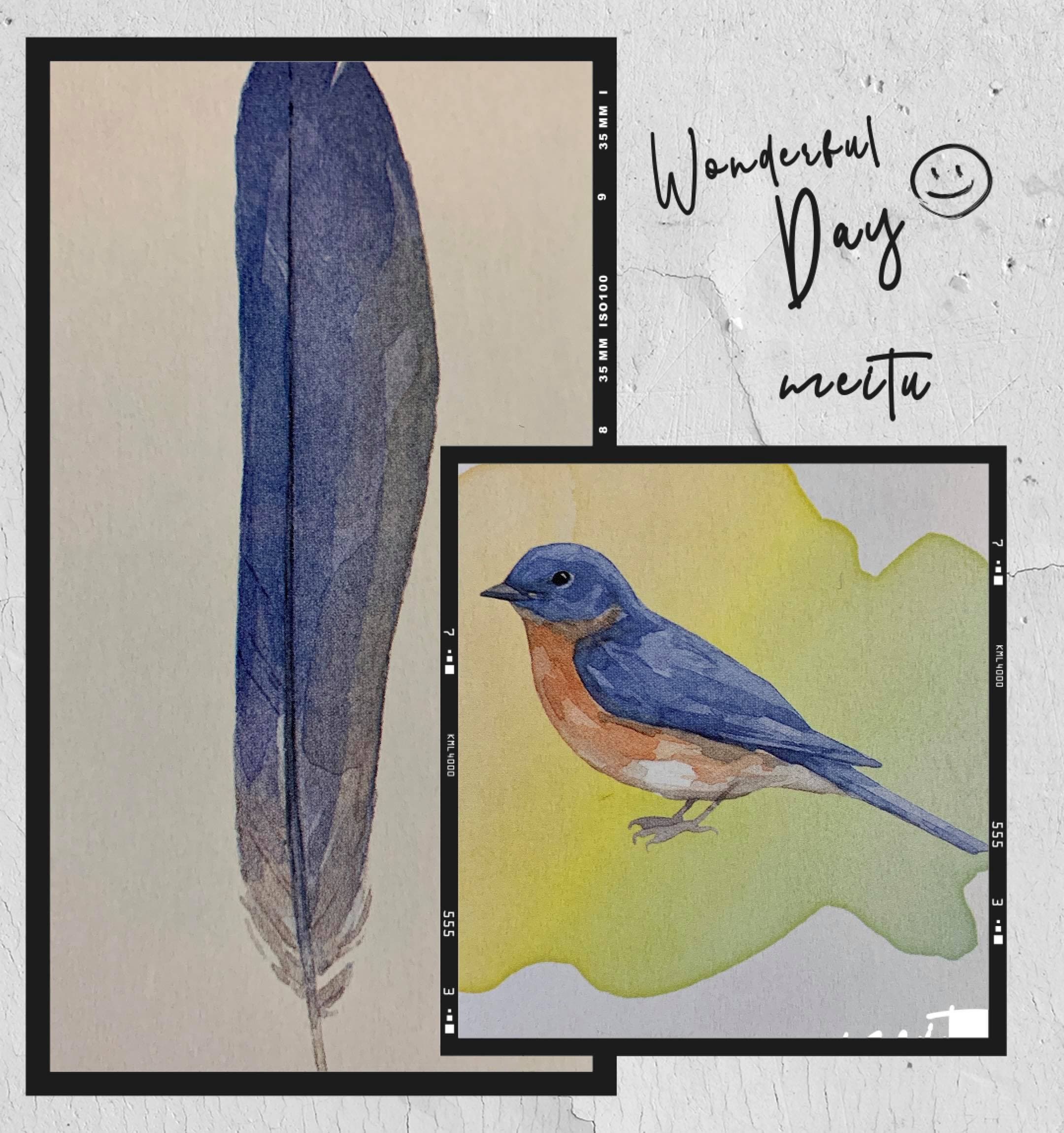 羽毛訊息- 藍鳥Bluebird