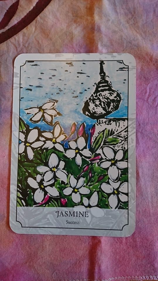 曼茉莉 Jasminum officinale