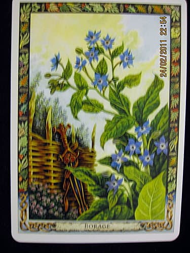 琉璃苣 (BORAGE)