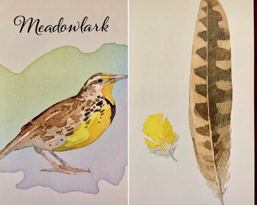 羽毛訊息-西美草地鷚Meadowlark