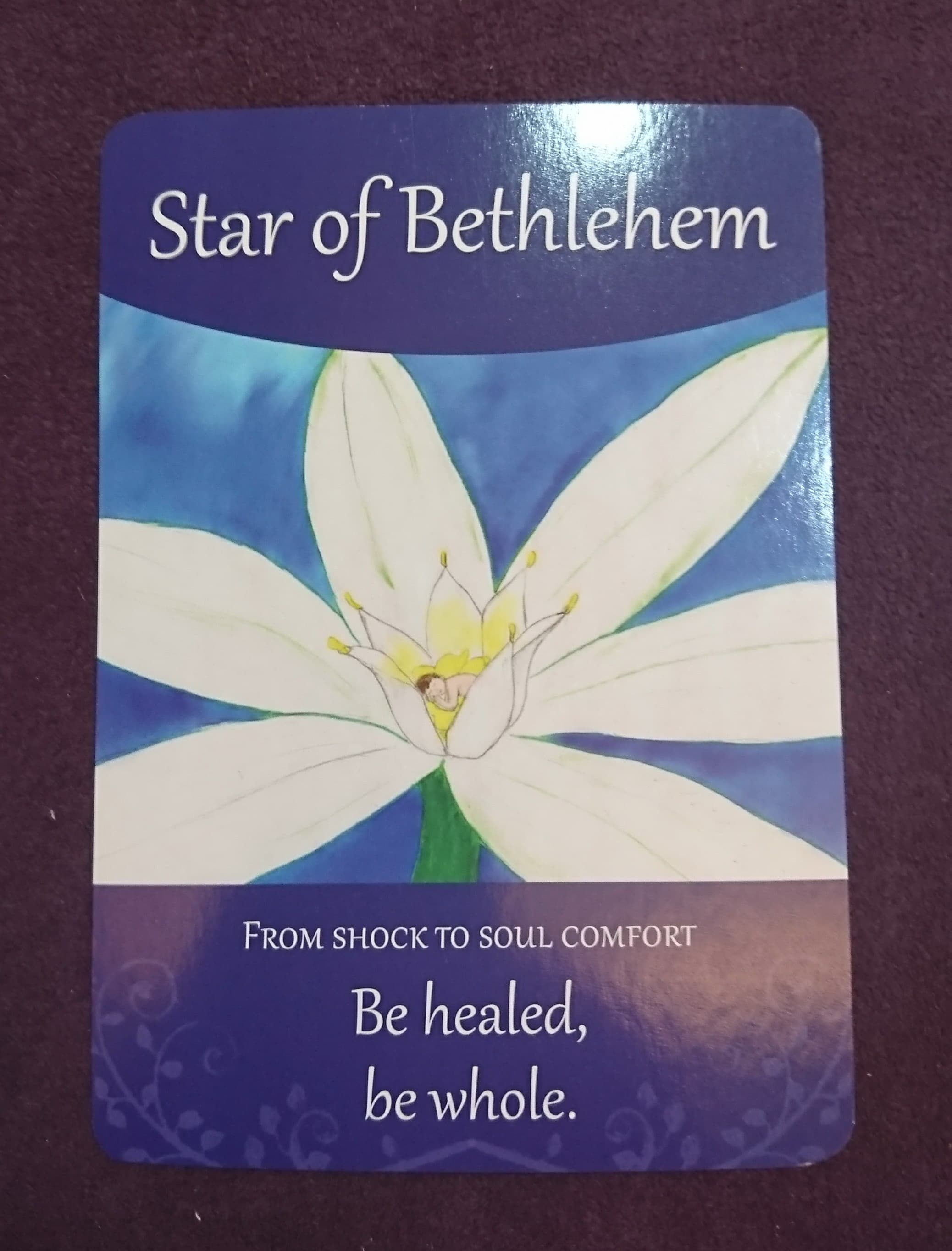 巴哈花藥卡- 聖星百合 Star of Bethlehem