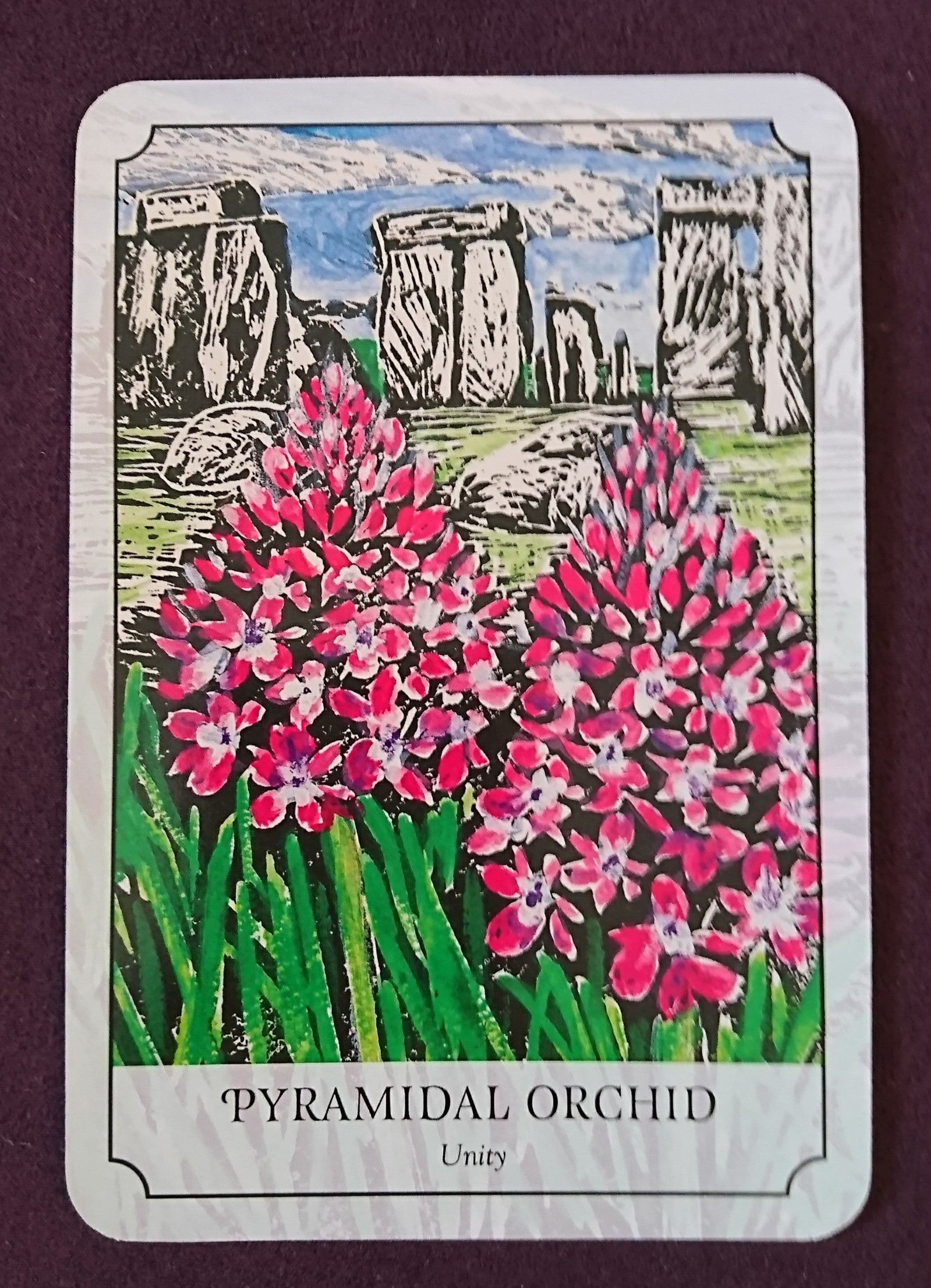 金字塔蘭花PYRAMIDAL ORCHID