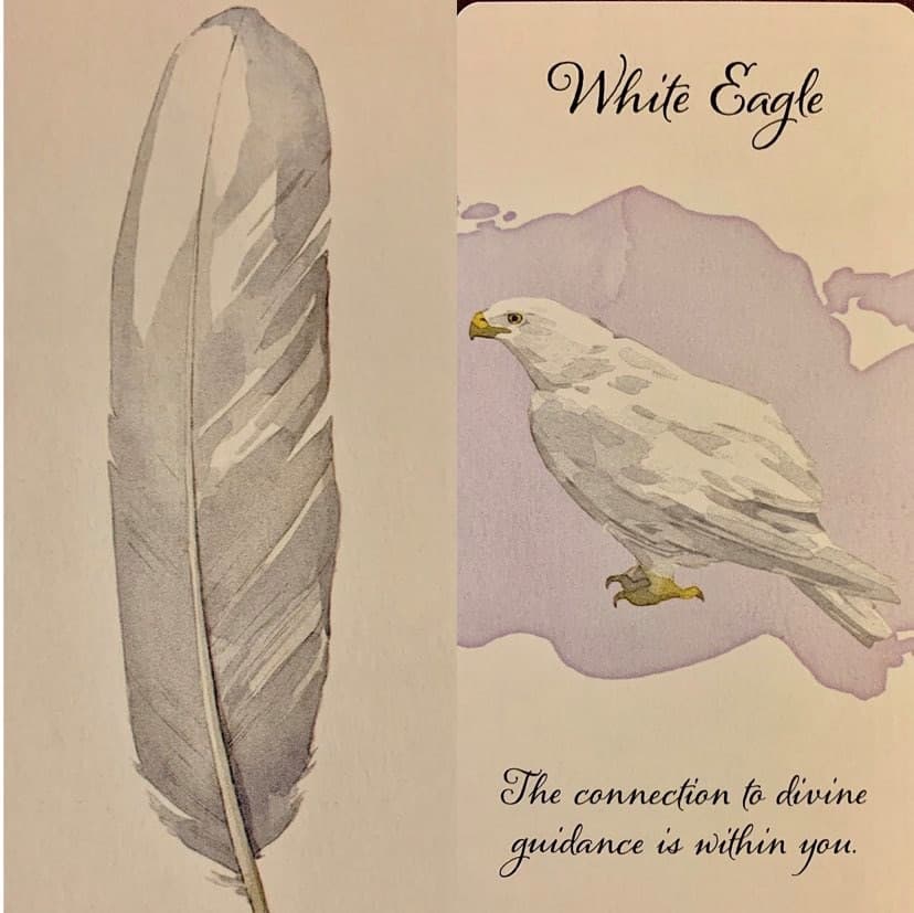 羽毛訊息- 白鷹White Engle