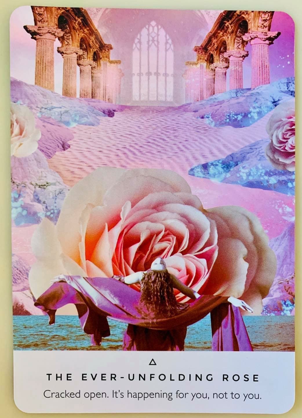 綻放玫瑰