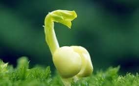 讓心中智慧萌芽