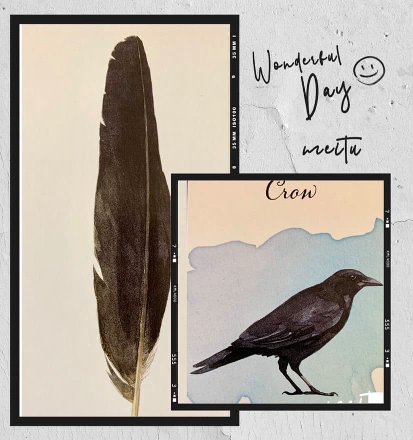 羽毛訊息:烏鴉Crow