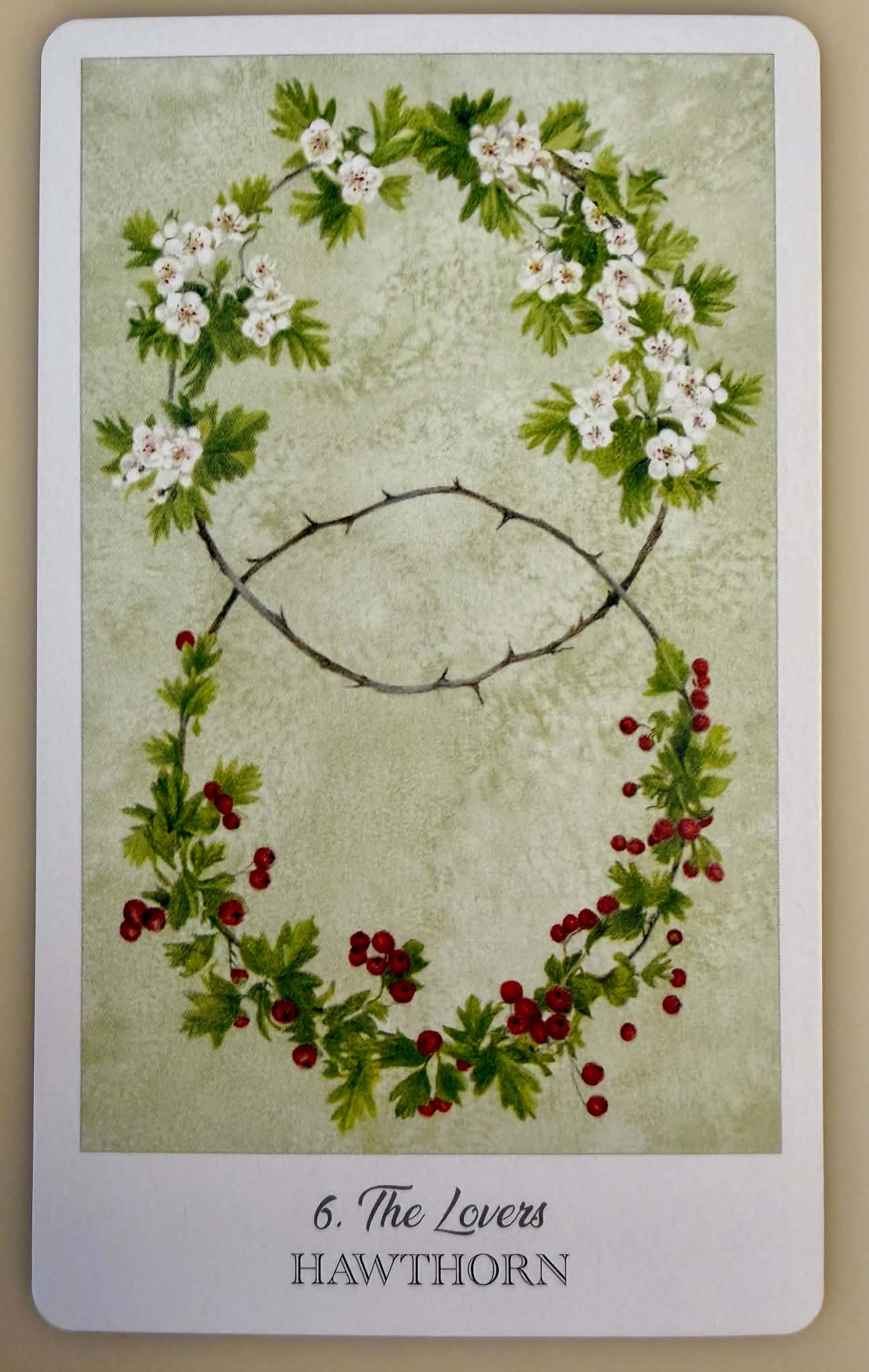 戀人/山楂(Hawthorn)
