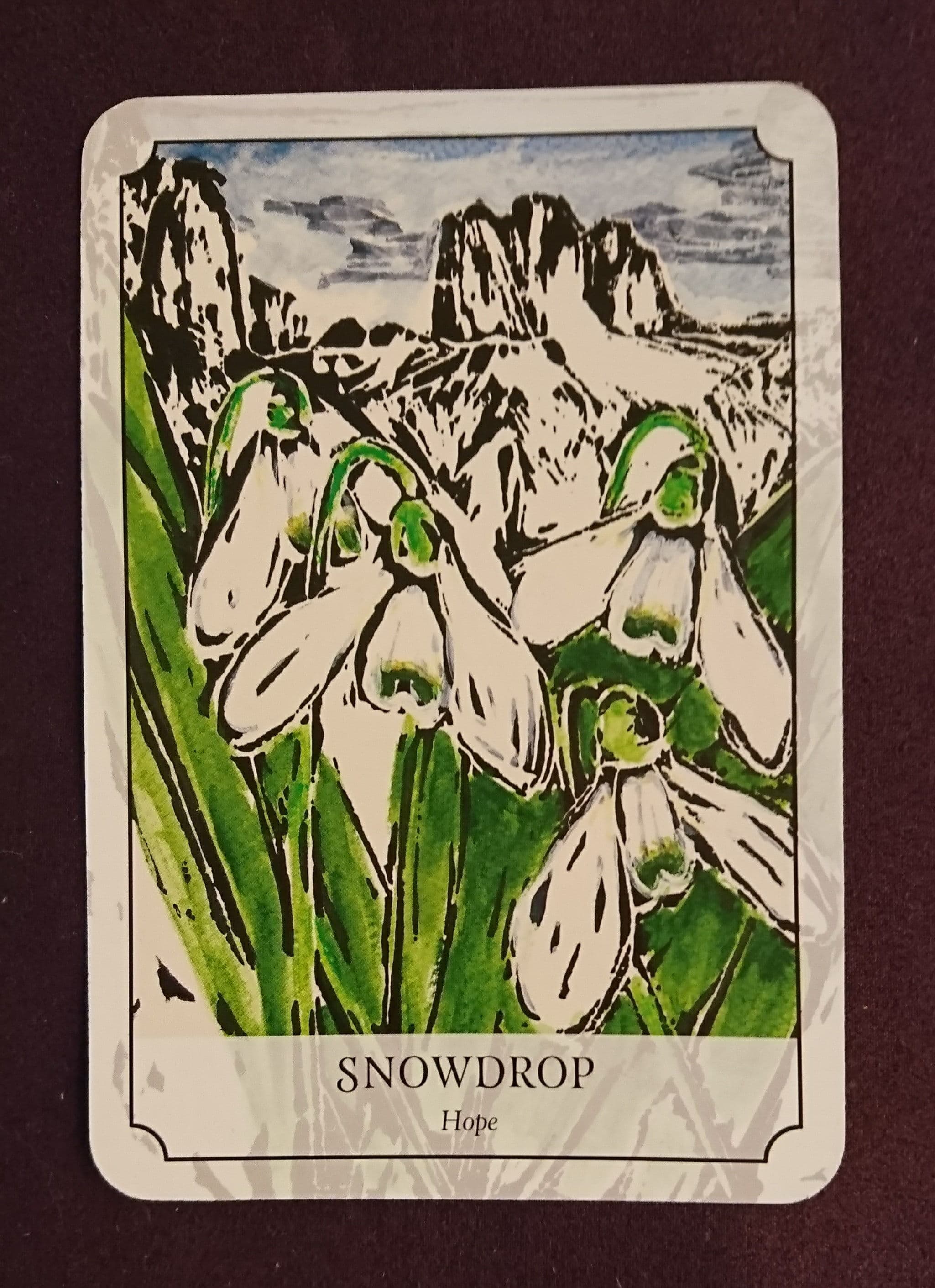 SNOWDROP 雪花蓮