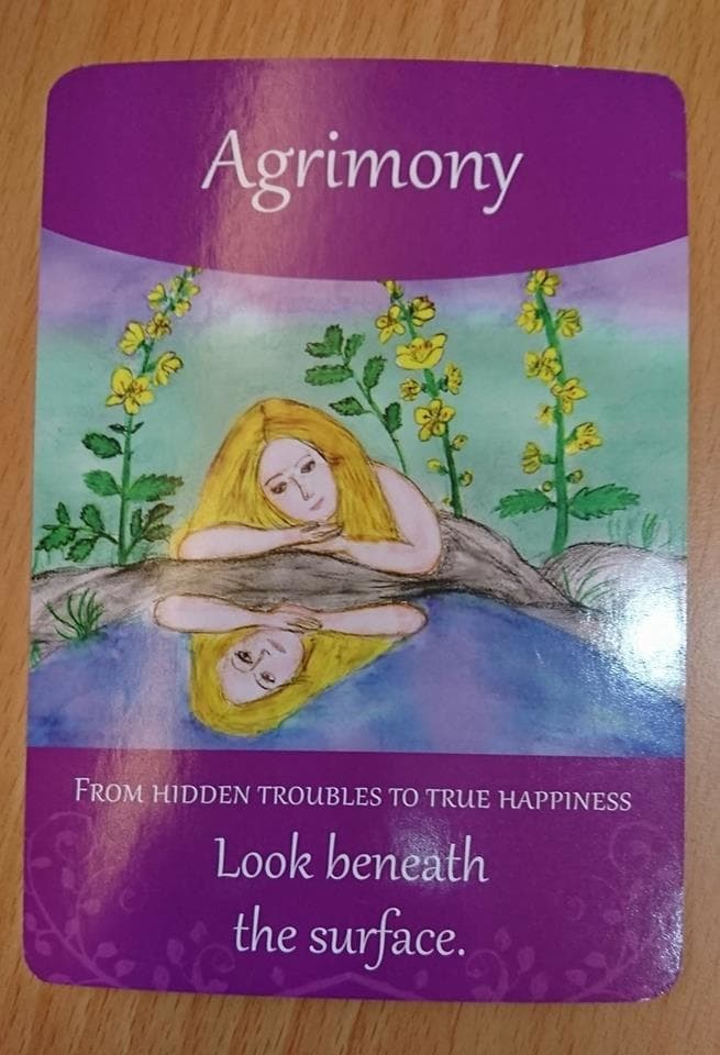 巴哈花精-Agrimony龍芽草
