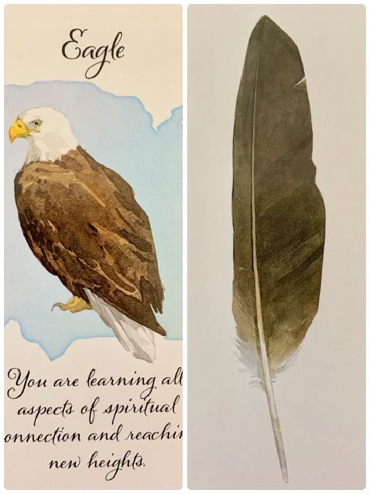 羽毛訊息-白頭海鵰Eagle